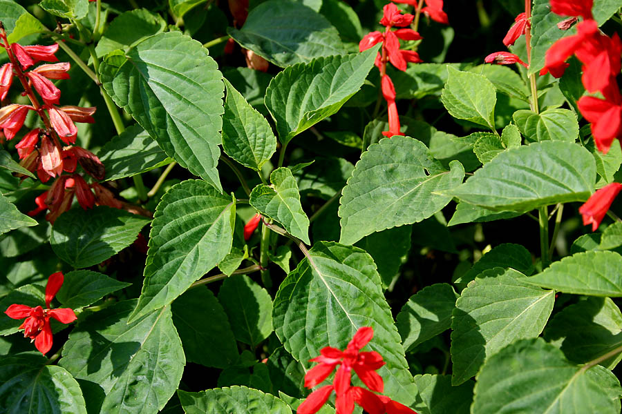 راهنمای نگهداری و پرورش گل و گیاهان زینتی - مریم گلی